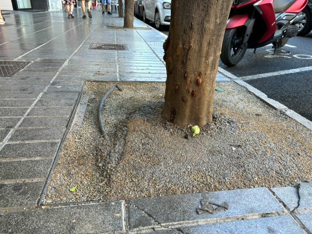 Torrent repara els escocells dels arbres de l’Avinguda del Vedat i Sant Valerià