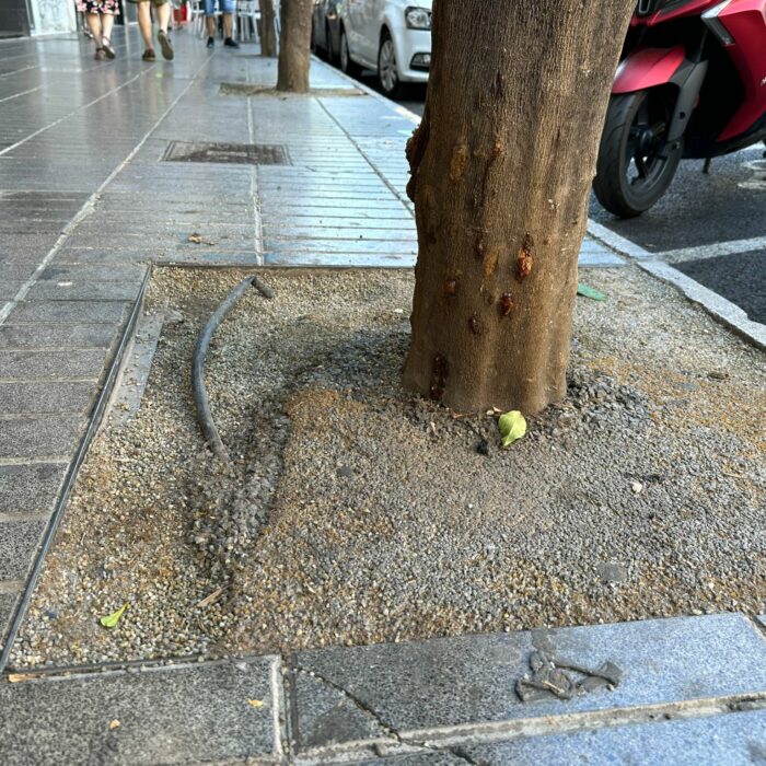 Torrent repara los alcorques de los árboles de la Avenida del Vedat y San Valeriano