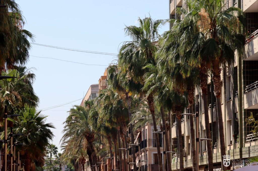 Tècnics d’Elx revisen les palmeres que seran substituïdes per un altre tipus d’arbre en tres carrers de Torrent