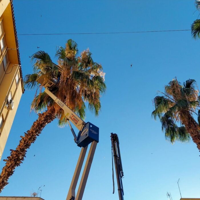 Torrent continúa retirando las palmeras que serán sustituidas por un arbolado que genere menos problemas a los vecinos.