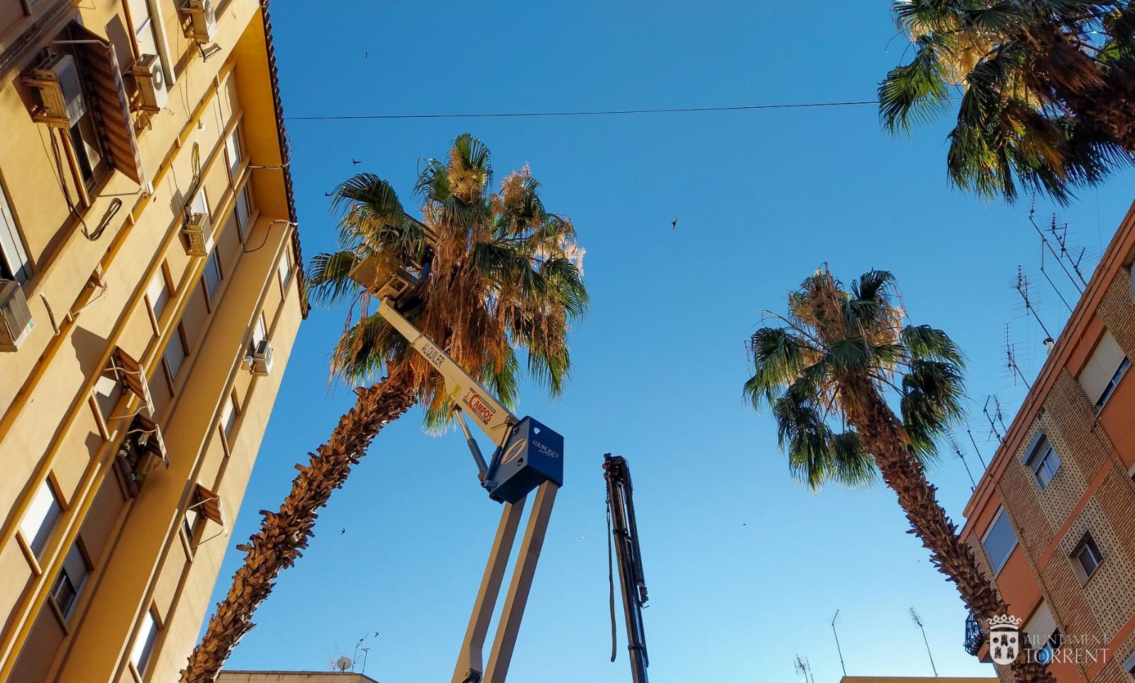 Torrent continúa retirando las palmeras que serán sustituidas por un arbolado que genere menos problemas a los vecinos.