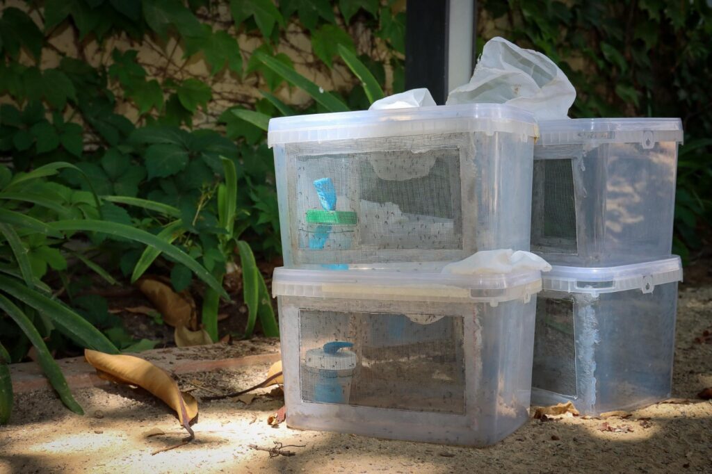 Torrent avança la campanya del mosquit tigre a causa de les altes temperatures